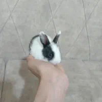 6 بچه خرگوش و 2 بالق نر و ماده|موش و خرگوش|آوج, |دیوار