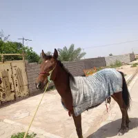 سوسنگرد