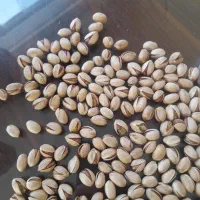 پسته و مغز زرند سفارش پذیرفته میشود