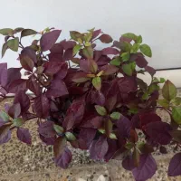 باقی مانده گلهای اپارتمانی حراج