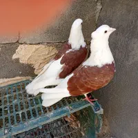 کبوتر|پرنده|میاندوآب, |دیوار
