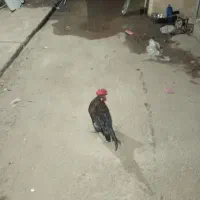 خروس|پرنده|اهواز, کمپلو شمالی|دیوار