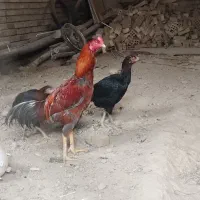 جوجه خروس و  دوتا مرغ لاری اصل۸ماهه