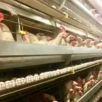 پخش و توزیع مستقیم تخم مرغ|خوردنی و آشامیدنی|مشهد, موسوی قوچانی|دیوار