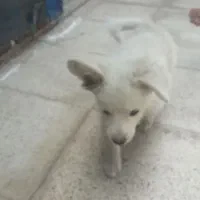 فروش فوری