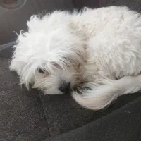 واگذاری سگ شیتزو|سگ|تهران, پرستار|دیوار