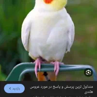 عروس هلندی آلیرام