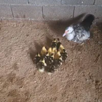 جوجه اردک به همراه مادر|حیوانات مزرعه|آمل, |دیوار