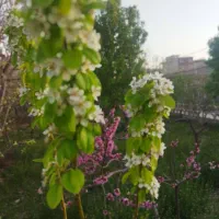 باغ|فروش خانه و ویلا|ابریشم, |دیوار