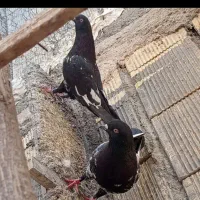 سلام دوستان عشق باز ده تا کبوتر بی عیب و نقص|پرنده|شهرضا, |دیوار