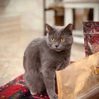 گربه بریتیش اصیل