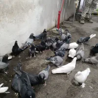 کبوتر گلی|پرنده|شهرکرد, |دیوار