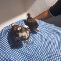 کبوتر پرشی نرو ماده با ی جفت جوجه