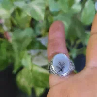 انگشتر شجر تک درخت