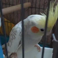 فروش یک جفت عروس هلندی با ۴جوجه|پرنده|هندیجان, |دیوار