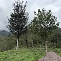 زمین مسکونی در دل طبیعت آرام امام زاده ابراهیم|فروش زمین و ملک کلنگی|احمدسرگوراب, |دیوار