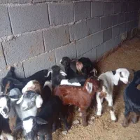 بزغاله شیری ۳۲ روزه