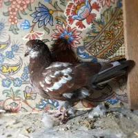 جوجه کفتر|پرنده|قم, هفت تیر|دیوار