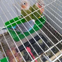 طوطی گرینچیک  و یک مرغ عشق بسیار زیبا