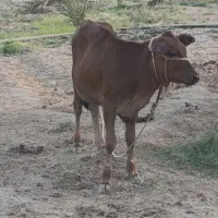 گاو با گوساله|حیوانات مزرعه|شمیل, |دیوار