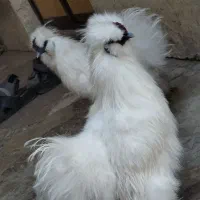 مرغ ترئیناتی|پرنده|تهران, ایرانشهر|دیوار