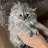 اسکاتیش پفکی