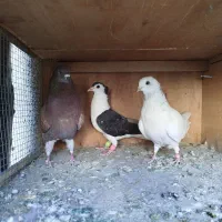 ۴کبوتر رنگی و پرشی