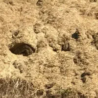 کاه گندم و کاه یونجه درجه ا