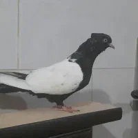 کبوترماده سینه سیاه