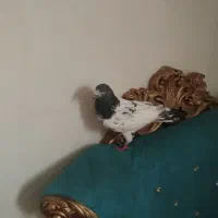 کبوتر|پرنده|تبریز, |دیوار