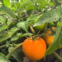 گوجه فرنگی میناب