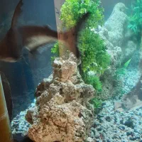 فروش اکواریوم با لوازم و کمد|ماهی|تهران, زعفرانیه|دیوار