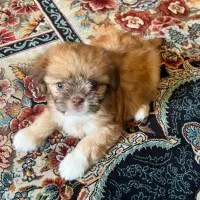 سگ آپارتمان خانگی|سگ|تهران, جوادیه تهرانپارس|دیوار