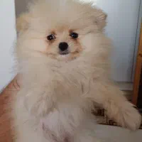 توله سگ پامرین خرسی عروسکی