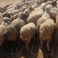 فروش گله میش