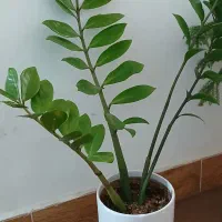 گل وگیاه طبیعی