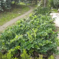 یاس هلندی ، شمشاد توپی و شمشاد طلایی|خدمات باغبانی و درختکاری|تنکابن, |دیوار
