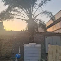 نخل برحی|گل و گیاه طبیعی|اهواز, کیان اباد|دیوار