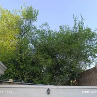چوب کنار