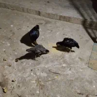 مرغ خروس لاری