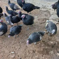 بقلمو|حیوانات مزرعه|بازرگان, |دیوار