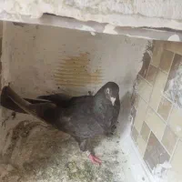 کبوترای قطعه دار|پرنده|ارومیه, |دیوار