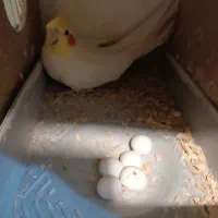 مولد تضمینی به شرط فقط 2500|پرنده|سامان, |دیوار