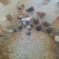 کبوتر فروشی|پرنده|شاهین‌شهر, شهرک گلدیس|دیوار