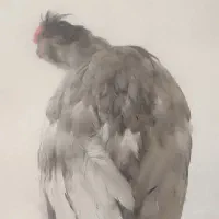 مرغ خروس گلین لاری توسی مشکی پنگوئنی چهل تاج ریش|حیوانات مزرعه|قم, دروازه ری|دیوار