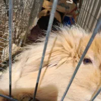 خرگوش لوپ نر