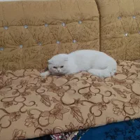 گربه|گربه|زهک, |دیوار