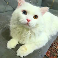 واگذاری رایگان