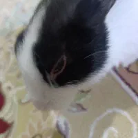 خرگوش
