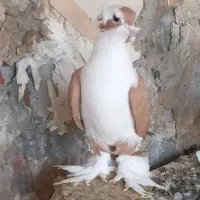 لوتی اپلاخ